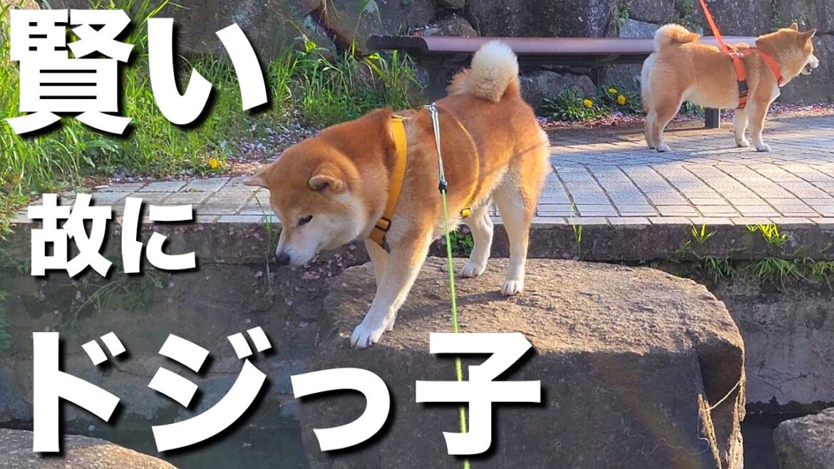 賢い柴犬故に、色々考えて行動するけど結局ドジっ子な所がバカ可愛い