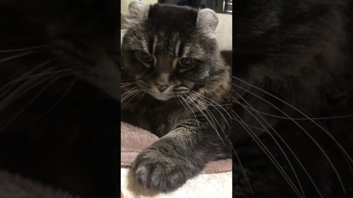 アメリカンカール#Americancurl#猫のいる暮らし #ELO#Confusion￼￼#80smusic