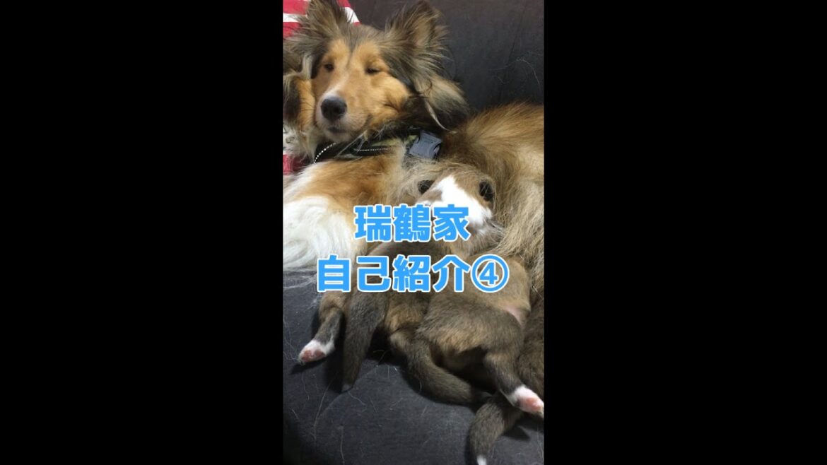 【シェルティ】雪風の自己紹介 #Shorts