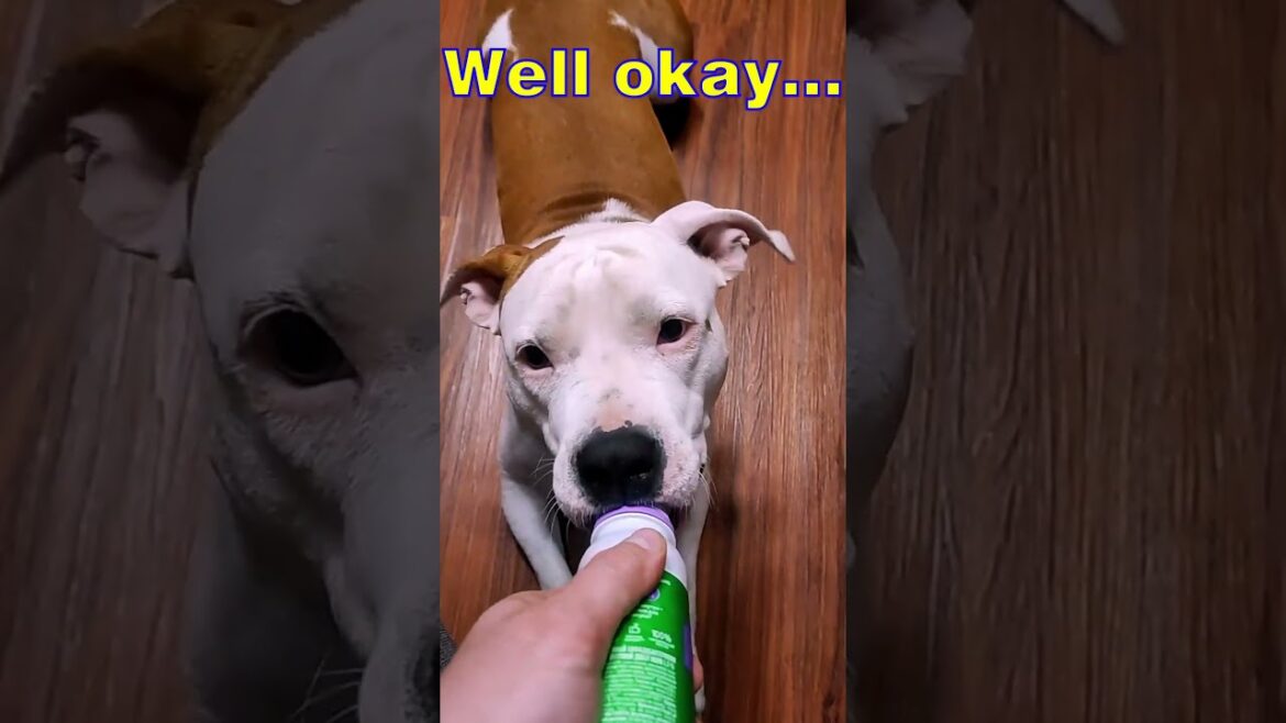 🐶 Marsy's Healthy Choice: A Smart AmStaff's Food Journey! 🥗🍖 #marsy #dog #amstaff #cutedog #respect