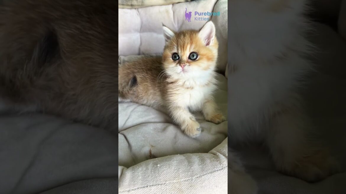 Adopt Laura the British Shorthair Kitten 🐾 Black Golden Beauty with Chubby Cheeks! #britishshorthair