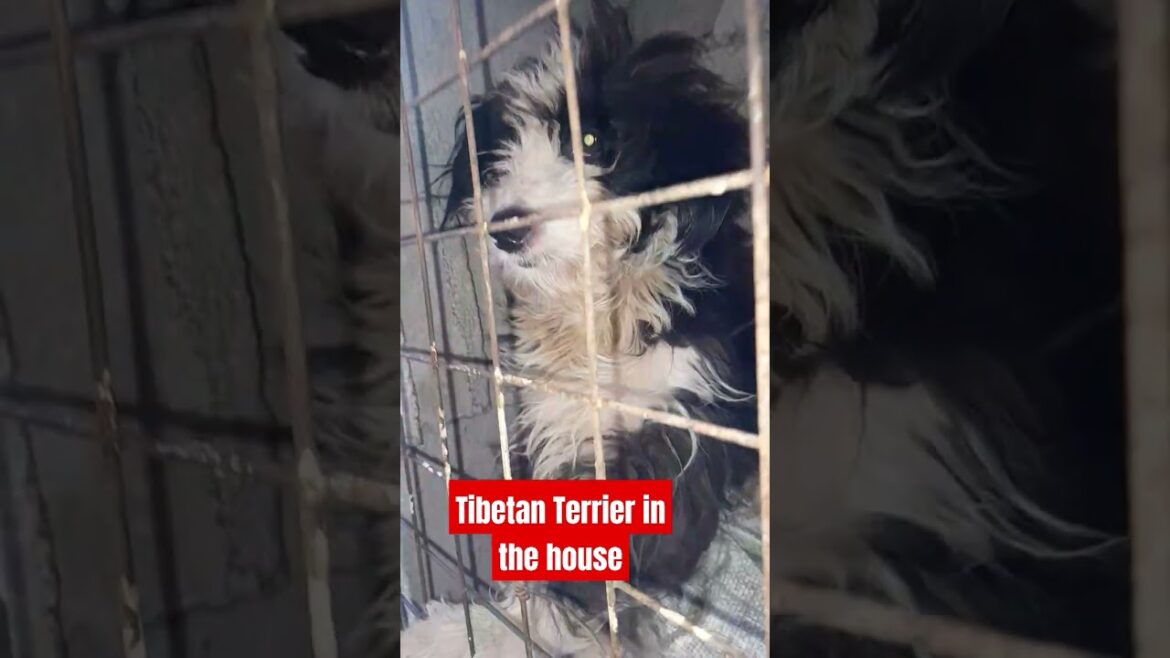 Tibetan Terrier  #youtubeshorts #dogbreed #pets #shortsvideo
