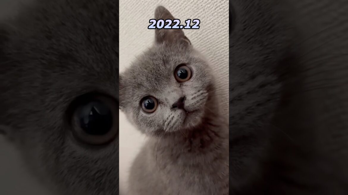 ブリティッシュショートヘアー可愛い赤ちゃんだった #shorts #cat #animals #baby #japan #猫 #日本 #vlog #日常 #赤ちゃん #豆知識 #歌 #cute #ねこ