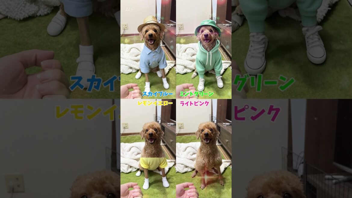 何色が似合う？#犬 #トイプードル #トイプー #いぬ#コーデ #コーディネート #春 #癒し #可愛い #犬のいる暮らし #犬動画