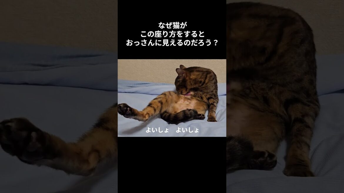 ジーニーの毛づくろい #猫 #cat #猫のいる暮らし #ベンガル