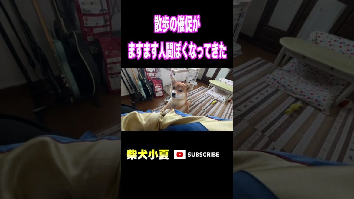 散歩の催促がますます人間ぽくなってきた#神戸 #柴犬 #癒し #愛犬