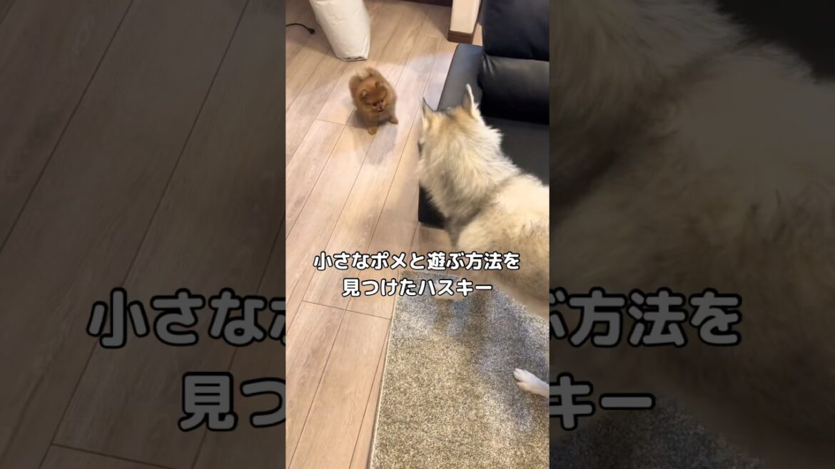 大型犬のハスキーが小さなポメと遊ぶ方法を発見したらしい #大型犬 #ハスキー #ポメラニアン #shorts