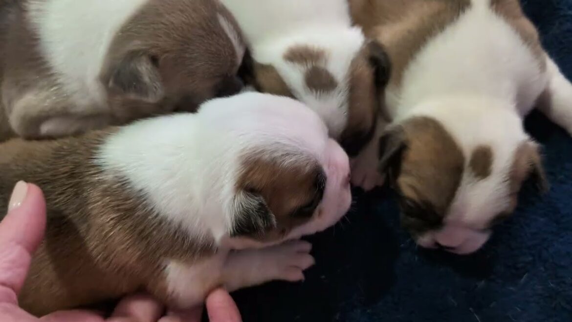 ボストンテリアの赤ちゃんの可愛さを毎日お届けします！ボーナス📹🌟🐕‍🦺