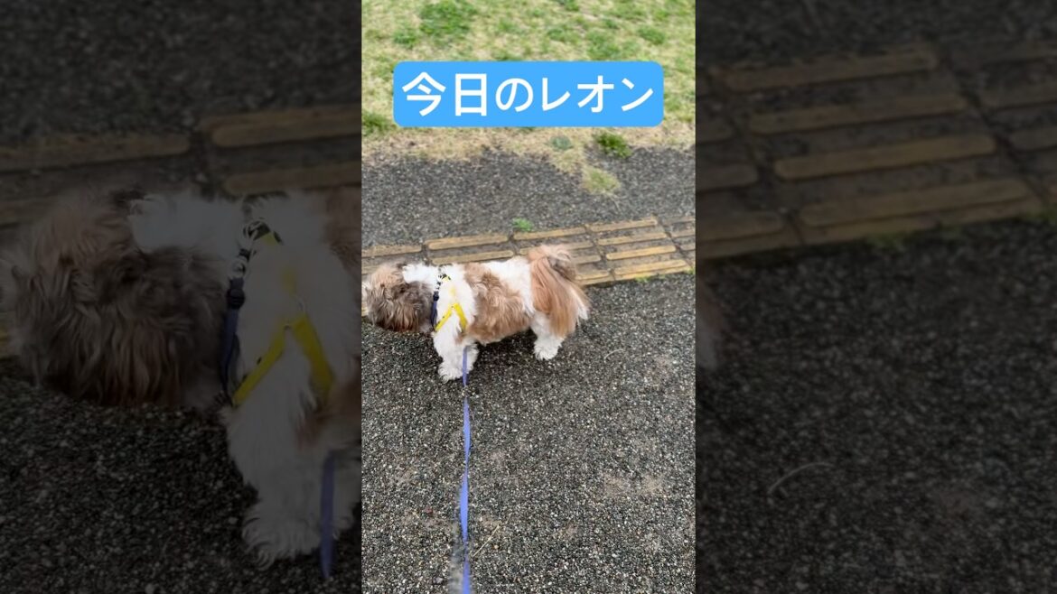 【ドジっ子】シーズーレオン、今日もリードと格闘中！その姿も愛おしい#トイプードル#シーズー#犬#お散歩#ペット#可愛い#癒し#健康の森公園#マーキング#マイペース#Shorts