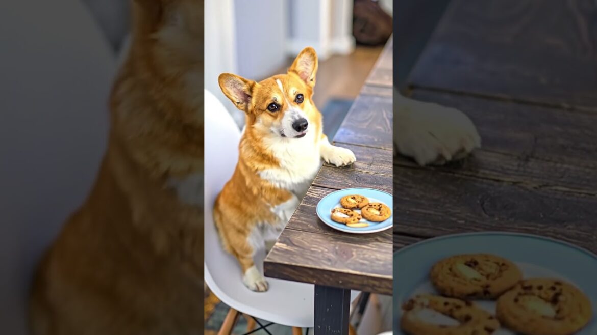 クッキーくださいが可愛すぎるコーギー🐶🍪Too Cute! Corgi Politely Begs for a Cookie and Gets It 🥹💕 クッキーくださいが可愛すぎるコーギー🐶🍪Too Cute! Corgi Politely Begs for a Cookie and Gets It 🥹💕