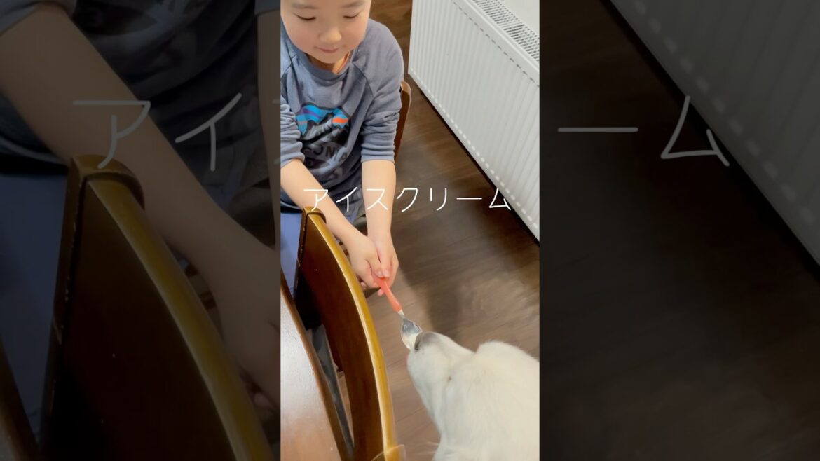 👧🐻‍❄️🍨　　　　　　　　　　　　　#GreatPyrenees#グレートピレニーズ#癒し動画
