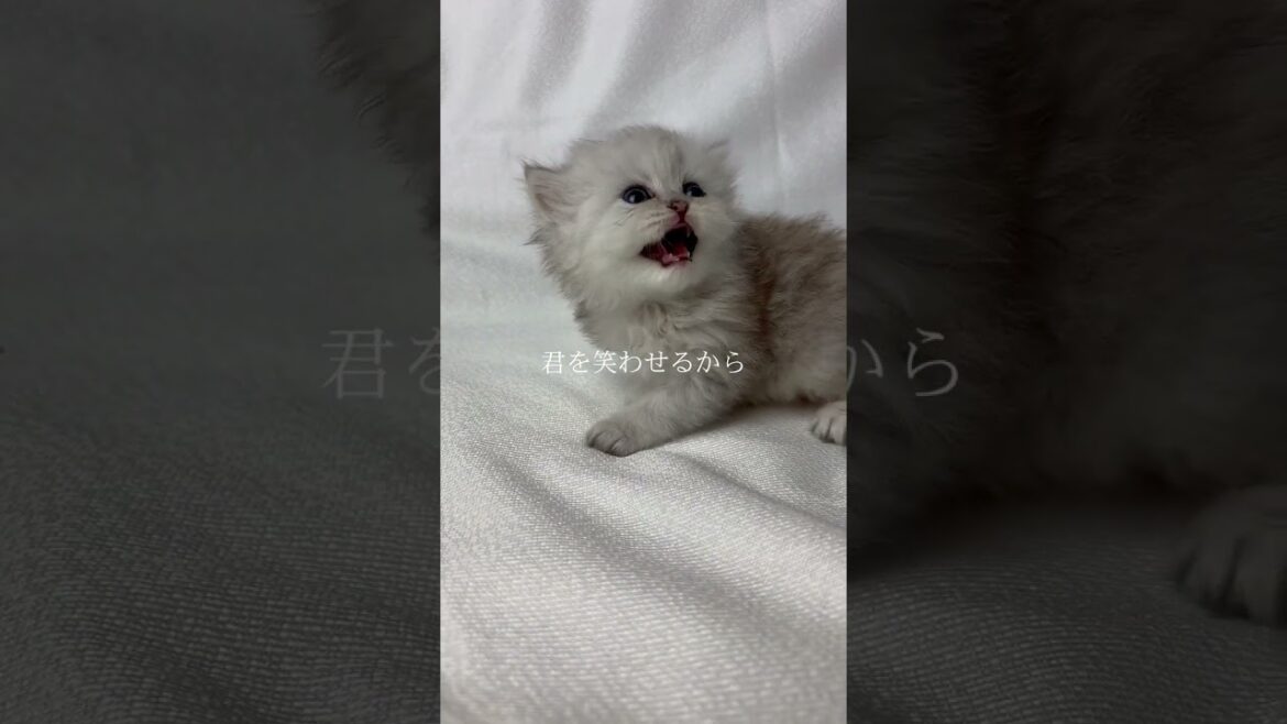 ペルシャ（チンチラ） ふわふわ可愛い男の子！