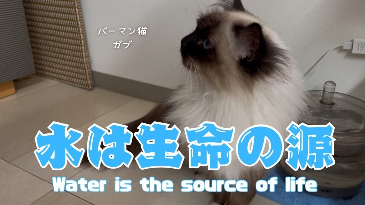 バーマン猫ガブ【水は生命の源】Water is the source of life（バーマン猫）Birman/Cat