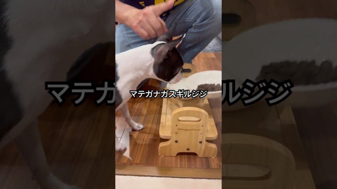 おはよう！なんだけどこれは夕ご飯 #ボストンテリア #ボステリ #bostonterrier