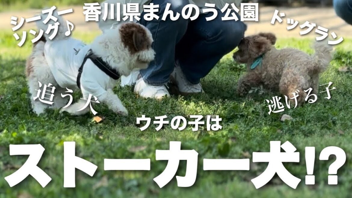 【シーズー】ウチの子がストーカー犬だったとは！最後は健気な姿に...(T_T)