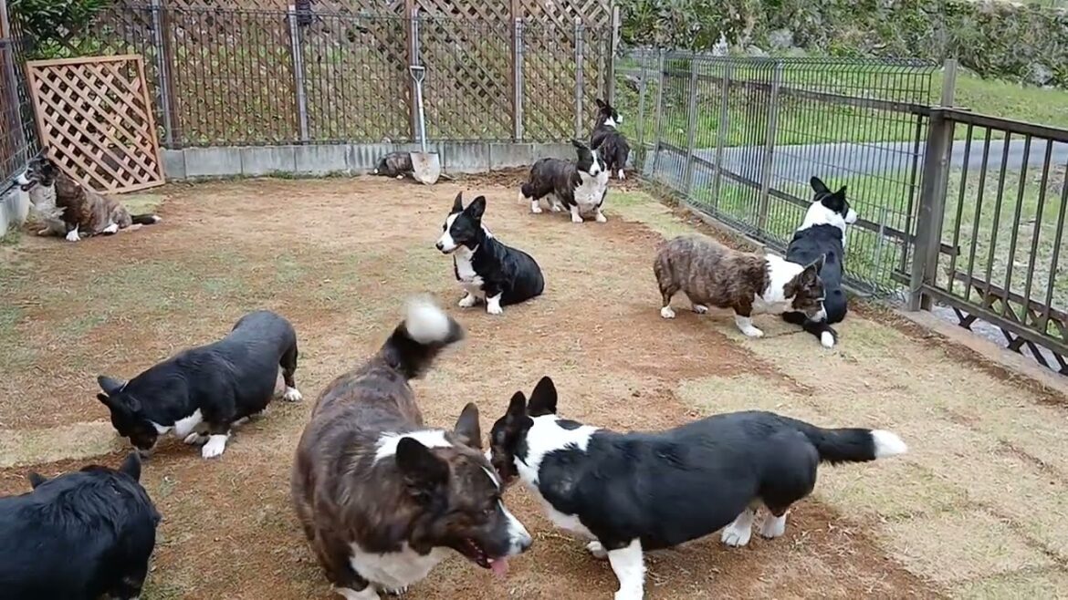 コーギー・カーディガン　修繕中のお庭にて