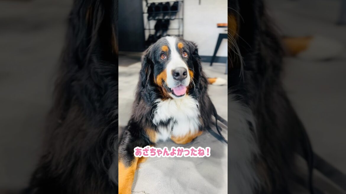 嬉しい‼️音楽スタジオに入れてもらったバーニーズ🐾