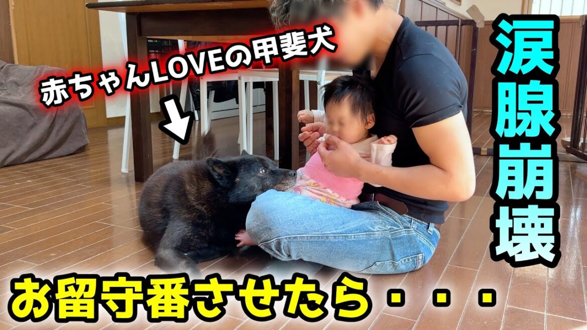【感動】赤ちゃんの帰りを待ち続ける甲斐犬に涙腺崩壊・・・【お留守番させたらこうなりました】
