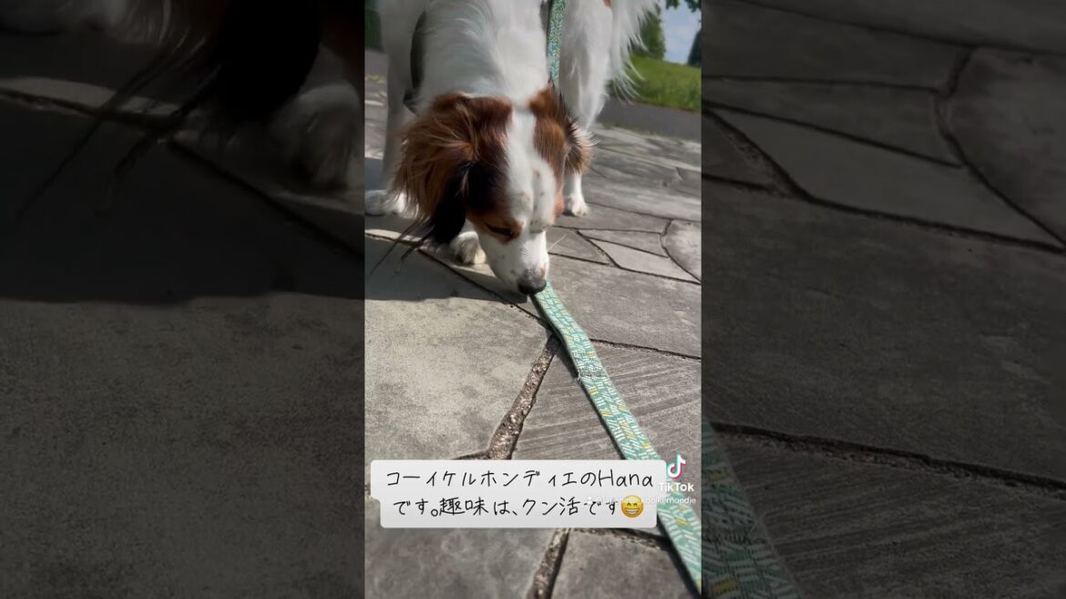 #クン活 #コーイケルホンディエ #デコピン #大谷翔平 #kooikerhondje