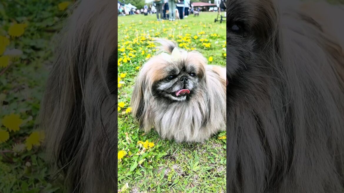 お花畑でご満悦なペキニーズ#pets #癒し #ペキニーズ #犬のいる生活 #pekingese