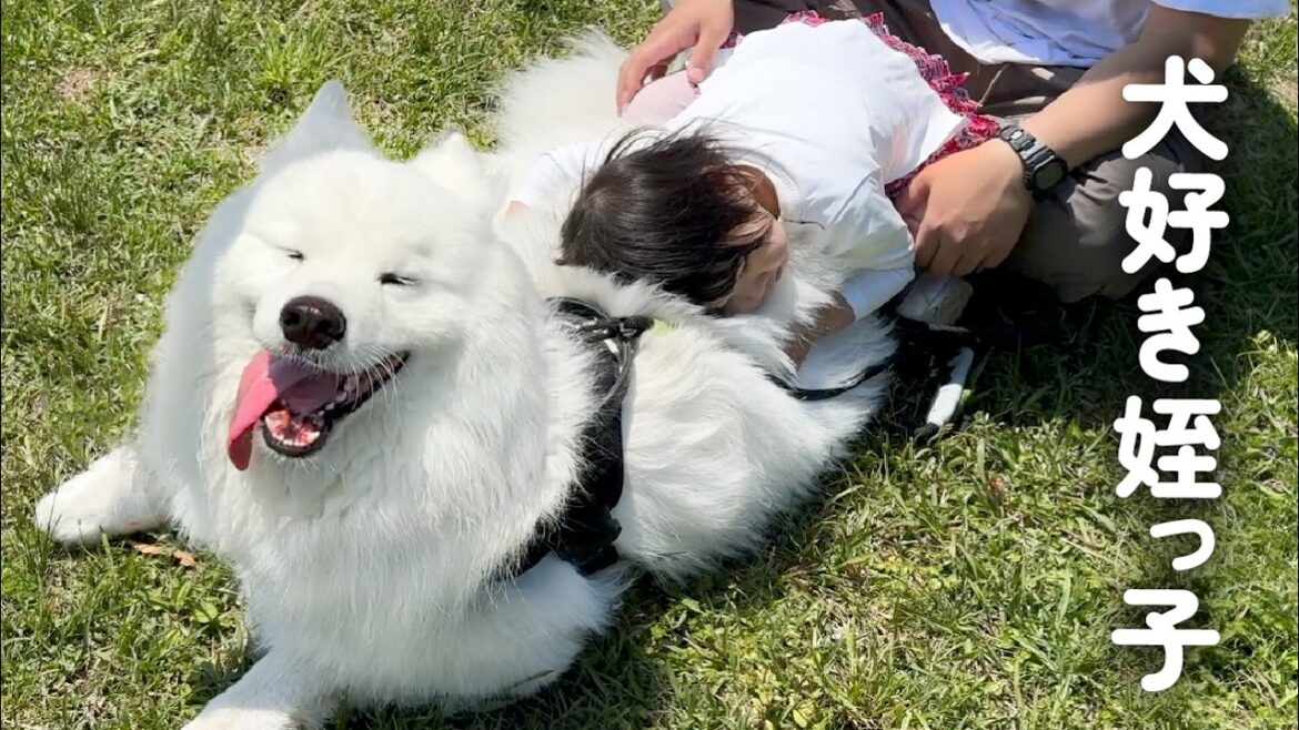姪っ子からの大好きな気持ちを快く受け止める犬がかわいすぎました… 姪っ子からの大好きな気持ちを快く受け止める犬がかわいすぎました…