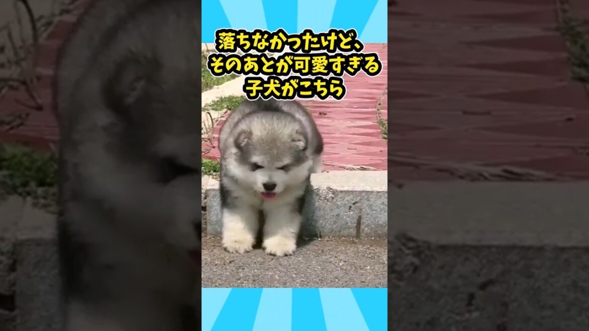 マラミュートパピーの動画見て笑ったら寝ろwww　#マラミュート #子犬 子犬のいる生活
