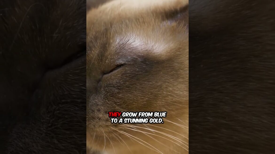 Burmese Cat Secrets: 5 SHOCKING Facts That Will Blow Your Mind! 🐱 #naturelovers #animalfacts