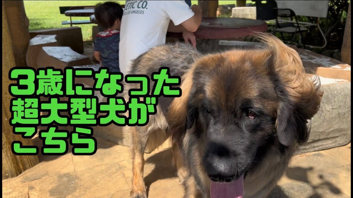 【超大型犬】　3歳おめでとう　Leonberger　レオンベルガー