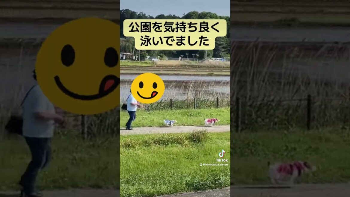 公園で泳ぐ⁉️ジャックラッセルテリアのひまわり＆つばき【ひまチャンネル】#shorts #jackrussellterrier #犬のいる生活