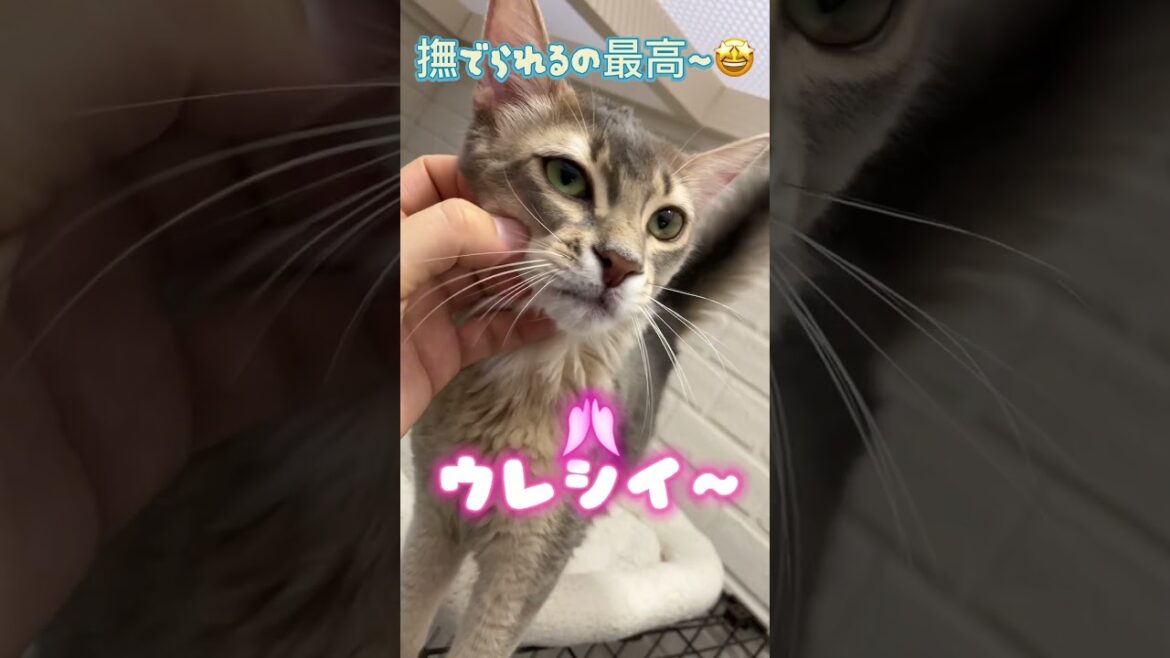 #日光 #里親募集 #ソマリ#ペッツファースト