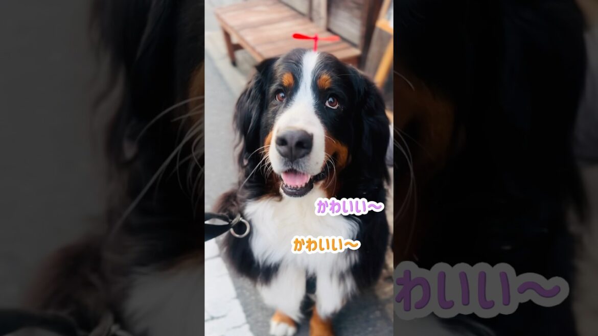 大好きなお店❤️でたくさん可愛がってもらったバーニーズ🐾