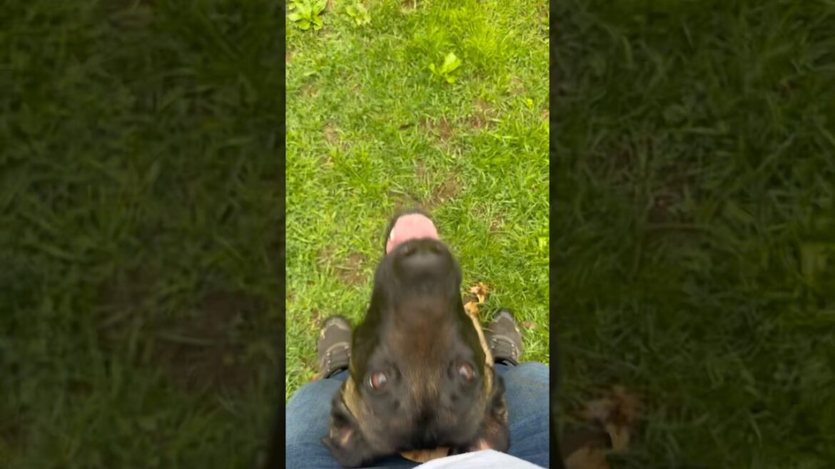 Working placement with Gus. 🐕 #shorts #dogshorts