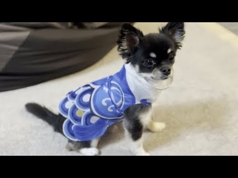 簡易的なこいのぼりなのに意外とジャストフィットしたチワワ 簡易的なこいのぼりなのに意外とジャストフィットしたチワワ