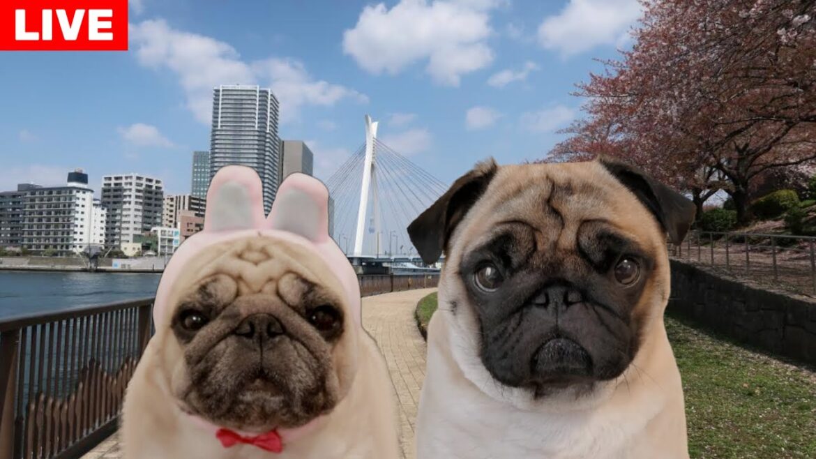 🔴こどもの日、パグ親子と東京サイクリング (※回線悪い場合アーカイブ残しません) 🔴こどもの日、パグ親子と東京サイクリング (※回線悪い場合アーカイブ残しません)