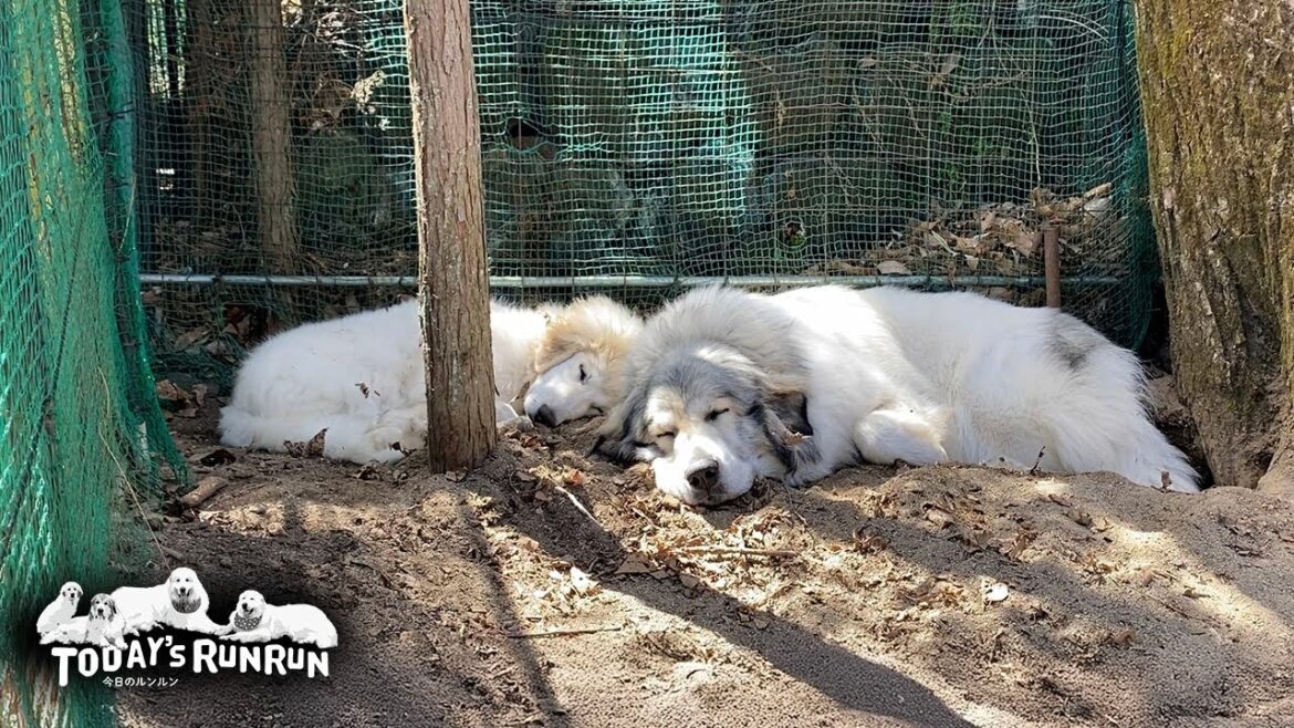 秘密基地に仲良く入り浸っているベルとりりーです　Great Pyrenees　グレートピレニーズ