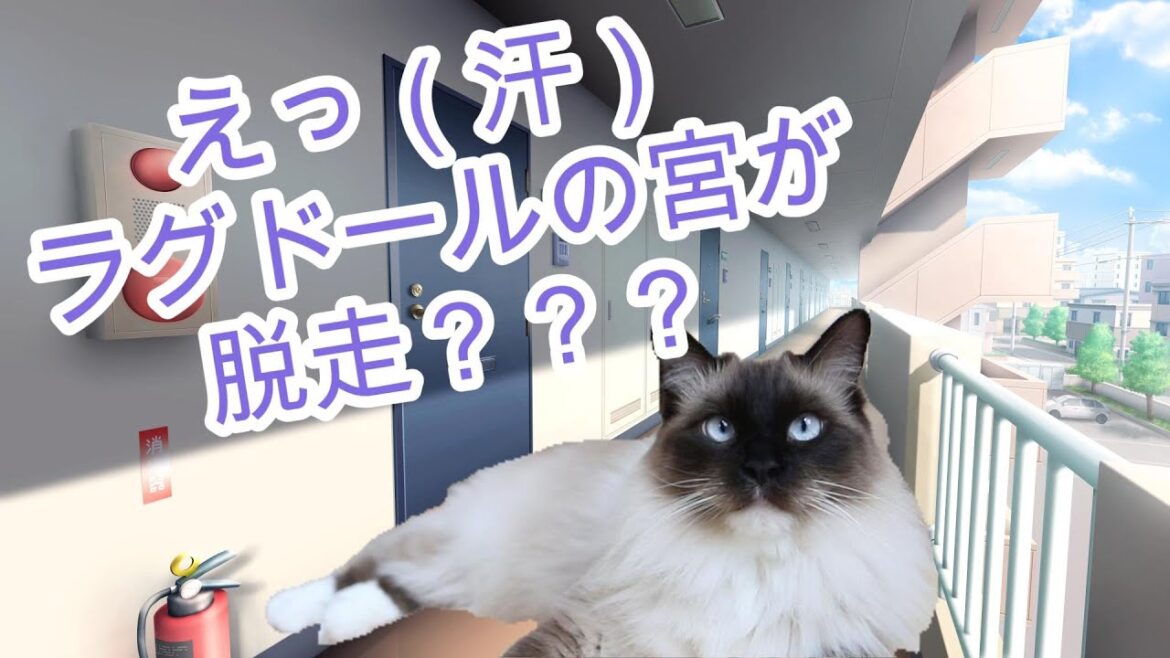 ラグドールの宮ちゃんが脱走??? ラグドールの宮ちゃんが脱走???