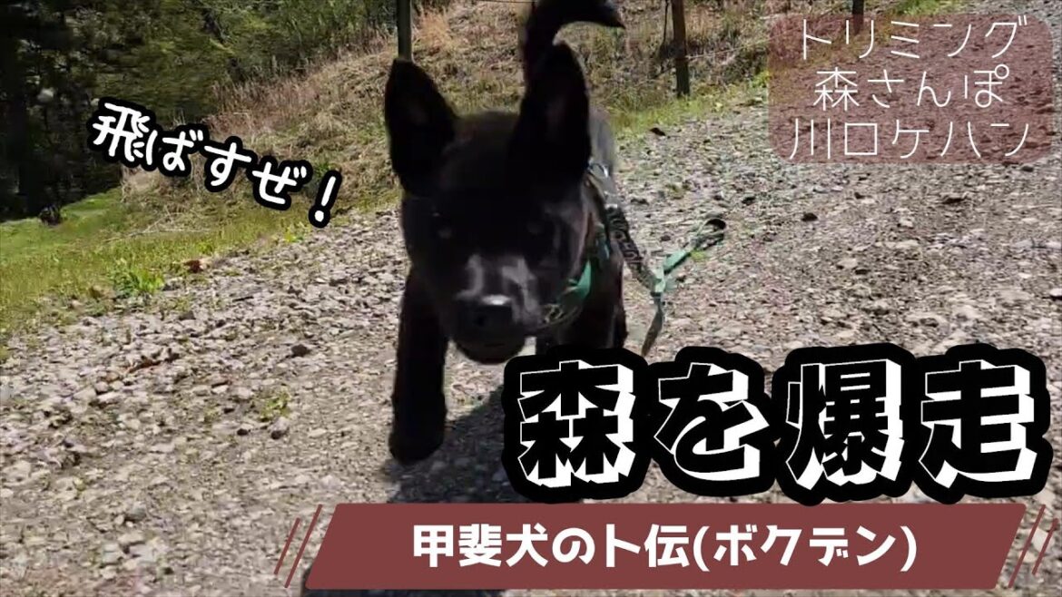 【甲斐犬】子犬を森に解き放ったら大喜びでした