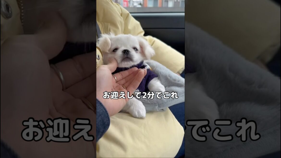お迎えして2分とは思えない落ち着きぶりをいかんなく発揮するペキチワ #ペキチワ #ペキニーズ #チワワ #shorts お迎えして2分とは思えない落ち着きぶりをいかんなく発揮するペキチワ #ペキチワ #ペキニーズ #チワワ #shorts