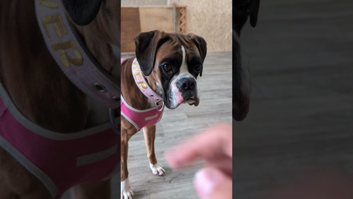 ドッグコント、わざと反対向くやつ #犬のいる生活 #ボクサー犬 #癒し  #コント