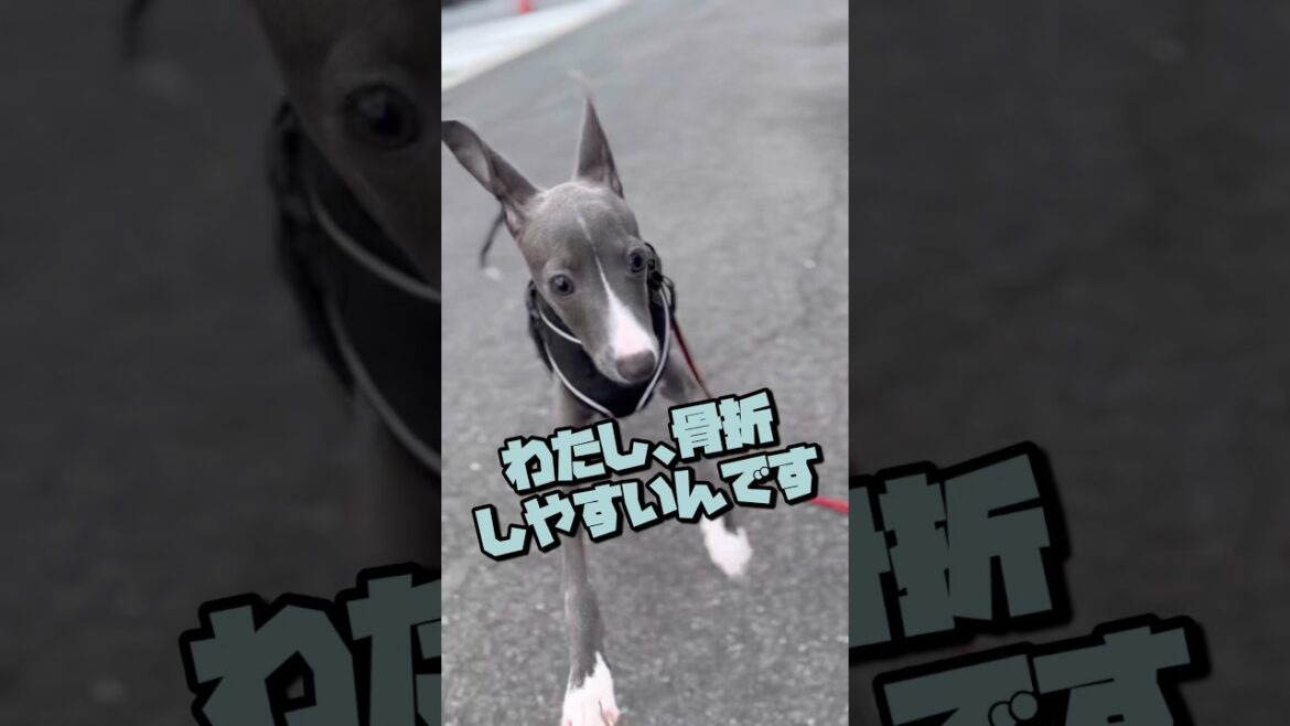 【ペット保険】骨折の治療費