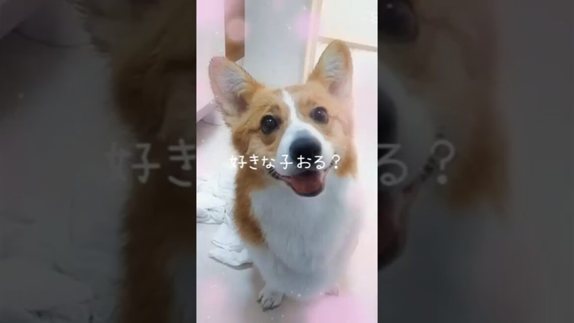 飼い主しゃん🐾だ〜い好き🐕💕愛犬ナナの成長記録です🐾#コーギー#コーギーのいる暮らし#コーギースマイル 飼い主しゃん🐾だ〜い好き🐕💕愛犬ナナの成長記録です🐾#コーギー#コーギーのいる暮らし#コーギースマイル