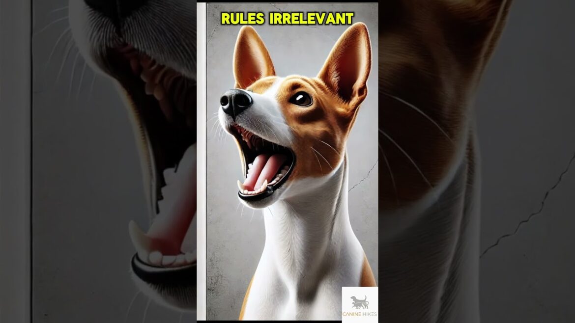 Can You Handle a Basenji? #basenji #basenjipuppy #caninehikes #dog #shorts #shortsviral