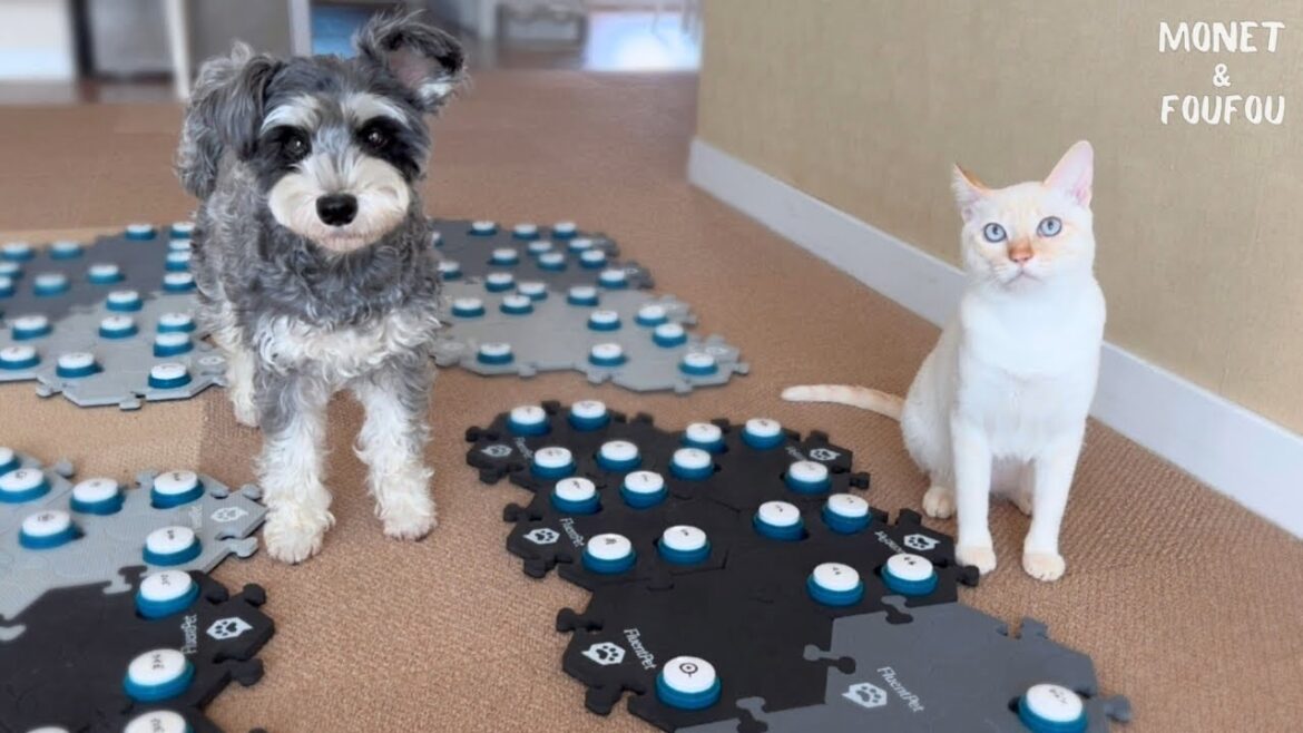 【感動】病気のママへ犬と猫の言葉とは