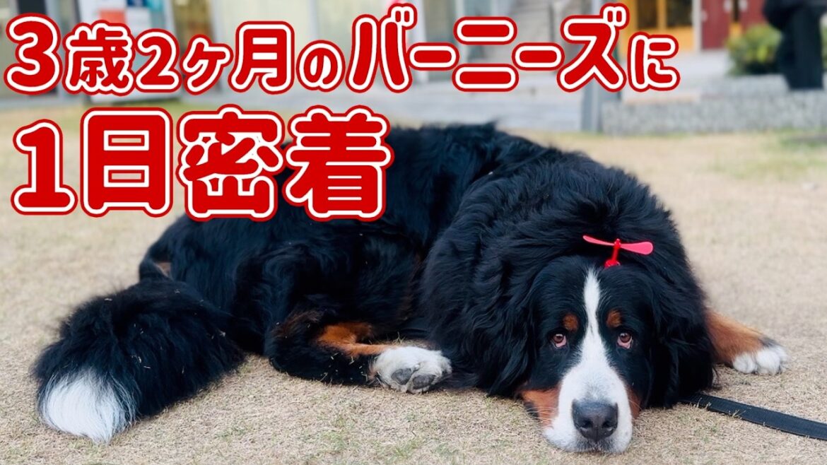 3歳2ヶ月のバーニーズマウンテンドッグに密着しました🐾