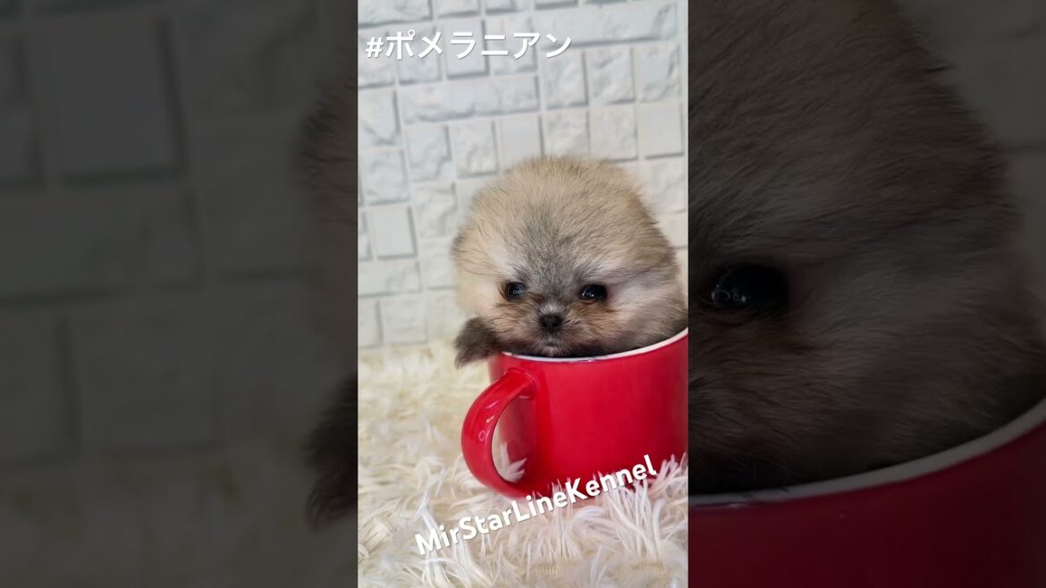 This Micro Teacup Pomeranian Puppy Broke the Internet! #teacuppomeranian This Micro Teacup Pomeranian Puppy Broke the Internet! #teacuppomeranian