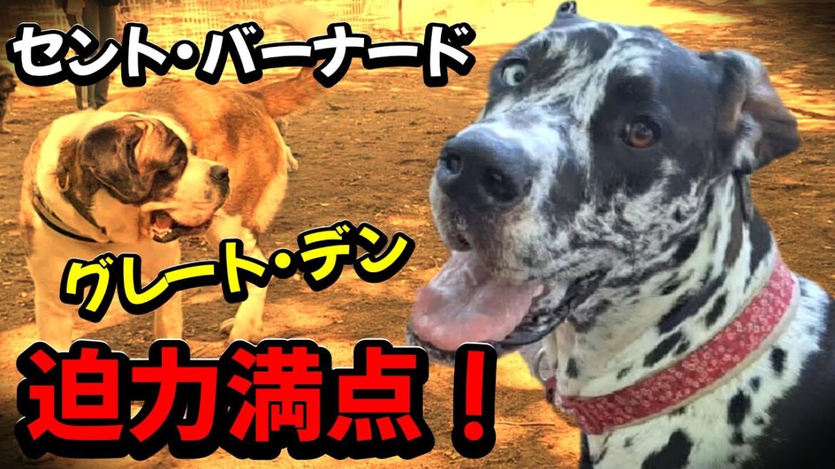 【はじめましてでも大はしゃぎ！ナナちゃん×グレートデン】【マウンティングをやめない子にナナ激怒！！！】★２２４回目★