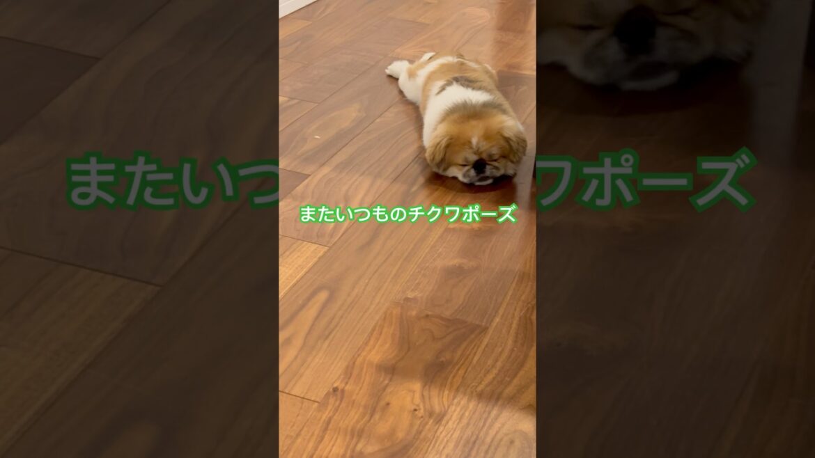 ホッケーに白熱する犬 #ペキニーズ #いぬのきもち #pekingese #パーティーカラー #pekingesedog #pets #fypyoutube #ホッケー #ちくわ