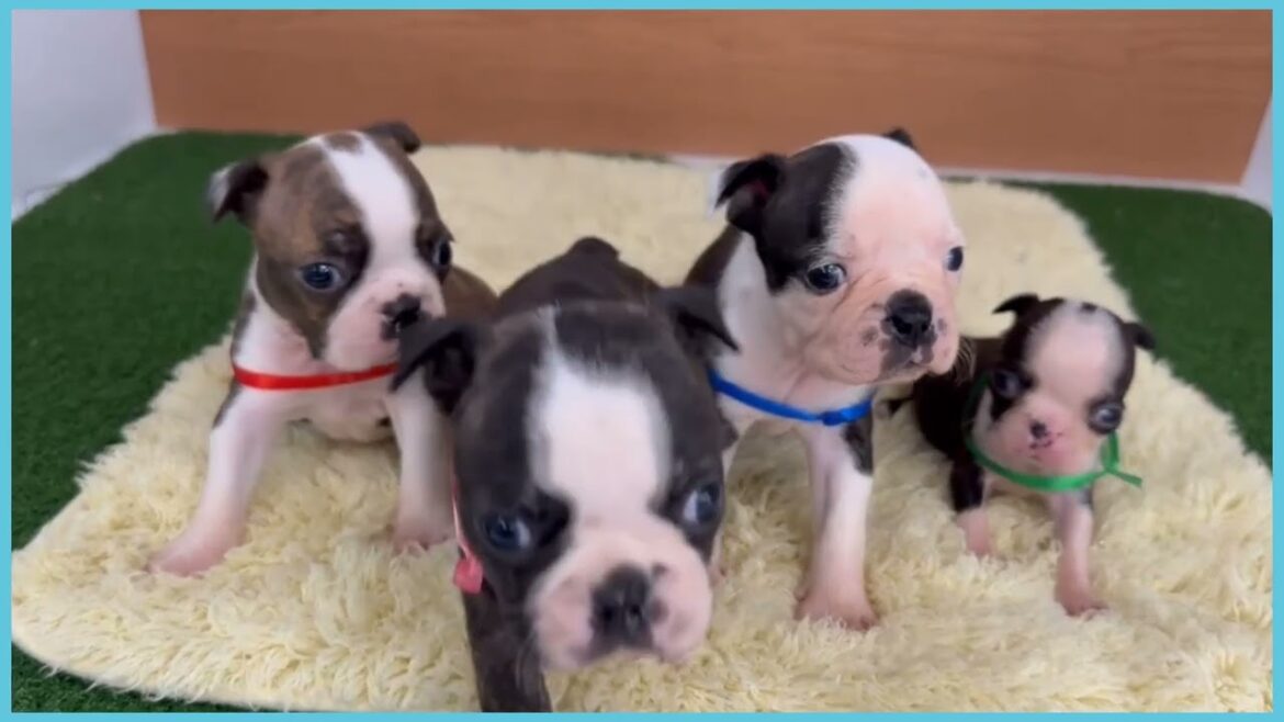 717950 ボストンテリア