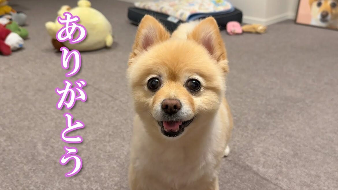 視聴者の皆様、ありがとうございました! 視聴者の皆様、ありがとうございました!