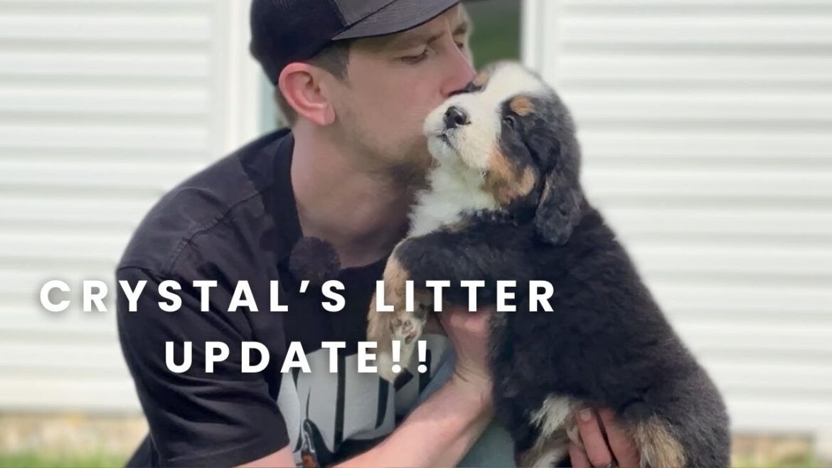 マウンテン ドッグ コンパニオンのバーニーズ マウンテン ドッグの子犬 | クリスタルの子犬の最新情報! マウンテン ドッグ コンパニオンのバーニーズ マウンテン ドッグの子犬 | クリスタルの子犬の最新情報!